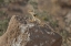 Picture of CA, REDDING CANYON GREAT BASIN COLLARED LIZARD