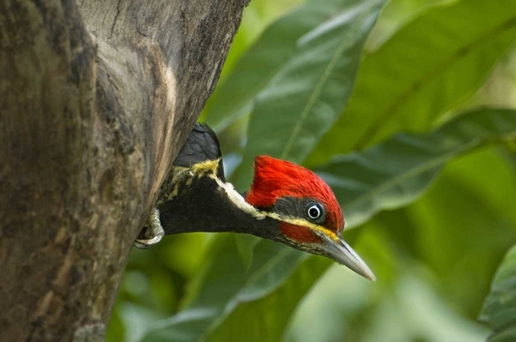 Picture of MEXICO, TAMAULIPAS LINEATED WOODPECKER IN NEST