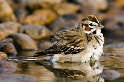 Picture of TX, MCALLEN LARK SPARROW BATHING IN SMALL POND