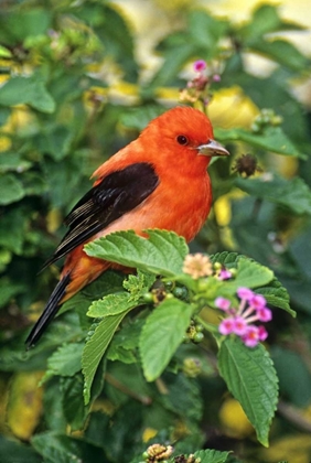 Picture of TX, SOUTH PADRE ISL SCARLET TANAGER ON LANTANA