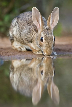 Picture of TX, DESERT COTTONTAIL RABBIT DRINKING AT A POND
