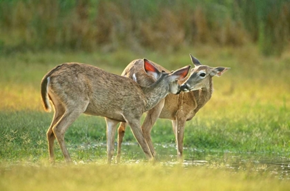 Picture of TX, MCALLEN WILD WHITETAIL DEER PAIR AT A POND
