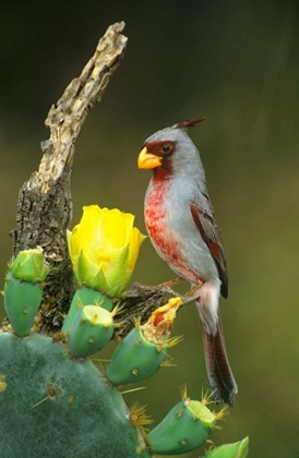 Picture of TX, MCALLEN PYRRHULOXIA ON DEAD BRANCH OPUNTIA