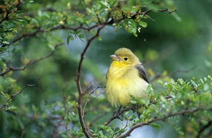 Picture of TX, SOUTH PADRE ISLAND SCARLET TANAGER ON LIMB