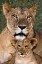 Picture of CA, LOS ANGELES, AFRICAN LIONESS MOTHER AND CUB