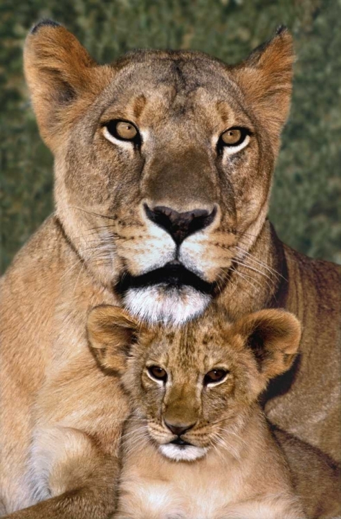 Picture of CA, LOS ANGELES, AFRICAN LIONESS MOTHER AND CUB