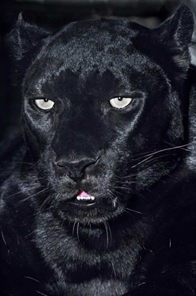 Picture of CA, LOS ANGELES, PORTRAIT OF BLACK JAGUAR ADULT