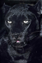 Picture of CA, LOS ANGELES, PORTRAIT OF BLACK JAGUAR ADULT