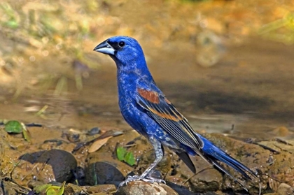 Picture of TX, MCALLEN BLUE GROSBEAK MALE ON ROCK IN POND