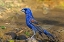 Picture of TX, MCALLEN BLUE GROSBEAK MALE ON ROCK IN POND
