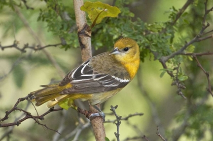 Picture of TX, SOUTH PADRE ISLAND, FEMALE BALTIMORE ORIOLE