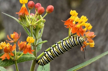 Picture of TX, HILL COUNTRY MONARCH BUTTERFLY CATERPILLAR