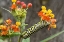 Picture of TX, HILL COUNTRY MONARCH BUTTERFLY CATERPILLAR