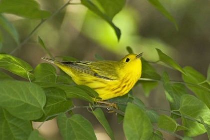 Picture of TX, SOUTH PADRE ISLAND YELLOW WARBLER IN SHRUBS