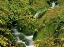 Picture of OR, BROOKINGS VERDANT STREAM ALONG THE REDWOODS