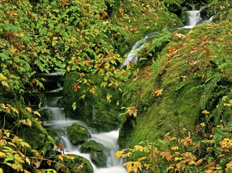 Picture of OR, BROOKINGS VERDANT STREAM ALONG THE REDWOODS