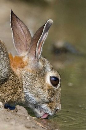 Picture of TX, STARR CO, DESERT COTTONTAIL RABBIT DRINKING