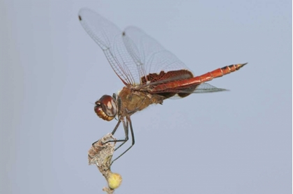 Picture of TX, TRAVIS CO, RED SADDLEBAGS PERCHES ON A LIMB