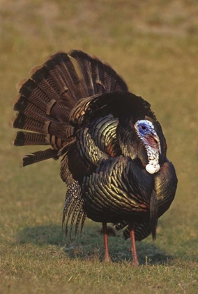 Picture of MEXICO, TAMAULIPAS TOM TURKEY IN MATING DISPLAY