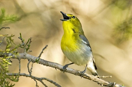 Picture of TX, BALCONES CANYON YELLOW-THROATED VIREO SINGS