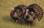 Picture of MEXICO, TAMAULIPAS STATE TOM TURKEYS IN DISPLAY