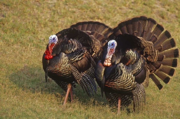Picture of MEXICO, TAMAULIPAS STATE TOM TURKEYS IN DISPLAY