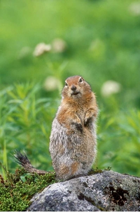 Picture of AK, HATCHER PASS ARCTIC GROUND SQUIRREL ON ROCK