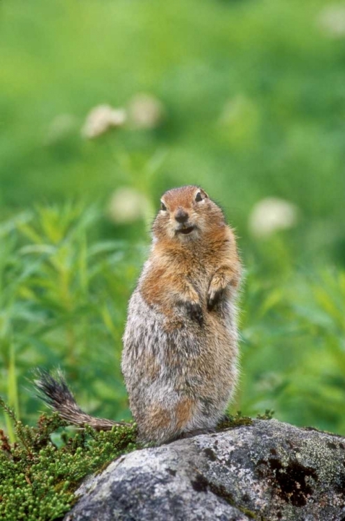 Picture of AK, HATCHER PASS ARCTIC GROUND SQUIRREL ON ROCK