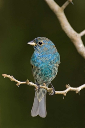 Picture of TX, SOUTH PADRE ISLAND INDIGO BUNTING ON BRANCH