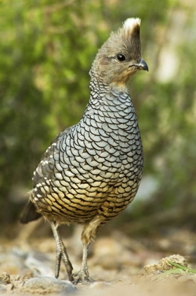 Picture of TX, MCALLEN WILD SCALED QUAIL FORAGING FOR FOOD