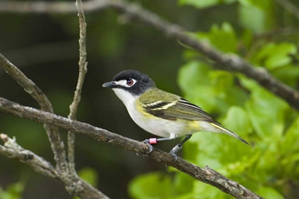Picture of TX, BALCONES CANYONLANDS NWR BLACK-CAPPED VIREO