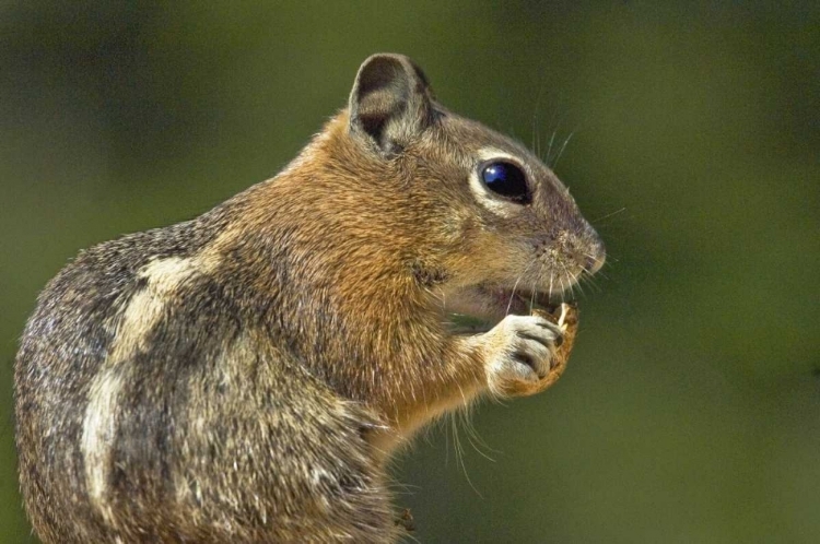 Picture of UT, BRYCE CANYON GOLDEN-MANTLED GROUND SQUIRREL