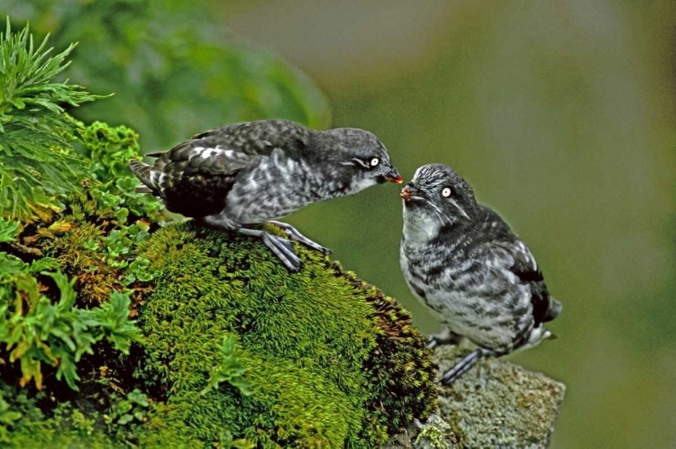 Picture of AK, PRIBILOF ISL, ST GEORGE LEAST AUKLET PAIR