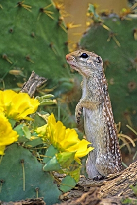 Picture of TX, MCALLEN MEXICAN GROUND SQUIRREL BY FLOWERS