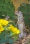 Picture of TX, MCALLEN MEXICAN GROUND SQUIRREL BY FLOWERS
