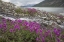 Picture of ALASKA, GLACIER BAY NP SMALL STREAM CASCADE