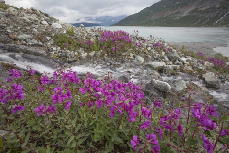 Picture of ALASKA, GLACIER BAY NP SMALL STREAM CASCADE