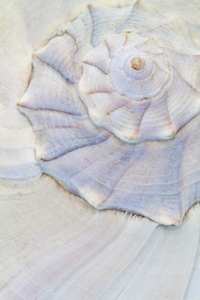 Picture of USA, WASHINGTON CLOSE-UP OF PASTEL SEASHELL