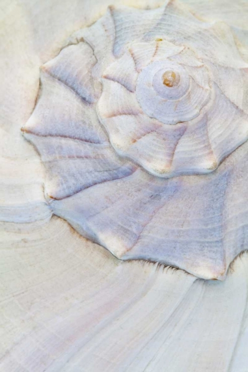 Picture of USA, WASHINGTON CLOSE-UP OF PASTEL SEASHELL