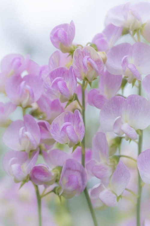 Picture of USA, WASHINGTON, SEABECK SWEET PEA BLOSSOMS