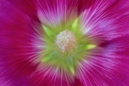 Picture of WASHINGTON STATE, SEABECK HOLLYHOCK BLOSSOM