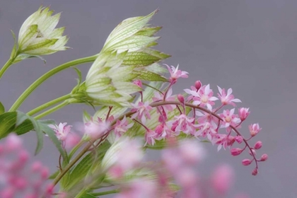 Picture of PINK HEUCHERELLA AND GREEN ASTRANTIA FLOWERS