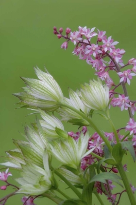Picture of PINK HEUCHERELLA AND GREEN ASTRANTIA FLOWERS