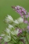 Picture of PINK HEUCHERELLA AND GREEN ASTRANTIA FLOWERS