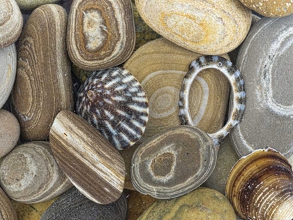 Picture of WASHINGTON, SEABECK BEACH STONES AND SHELLS