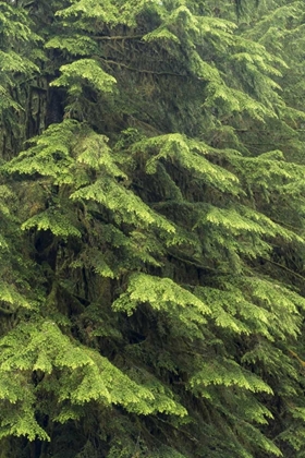 Picture of WASHINGTON, OLYMPIC NP WESTERN HEMLOCK TREE