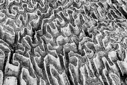 Picture of BAHAMAS, LITTLE EXUMA ISLAND CORAL CLOSE-UP