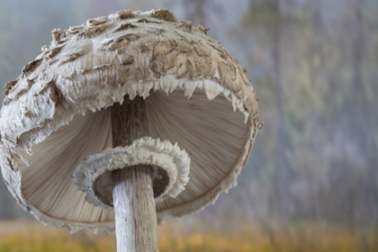 Picture of WASHINGTON, SEABECK SHAGGY PARASOL MUSHROOM