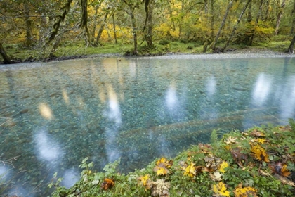 Picture of WASHINGTON QUINAULT RIVER IN THE OLYMPIC NP