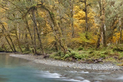Picture of WASHINGTON QUINAULT RIVER IN THE OLYMPIC NP